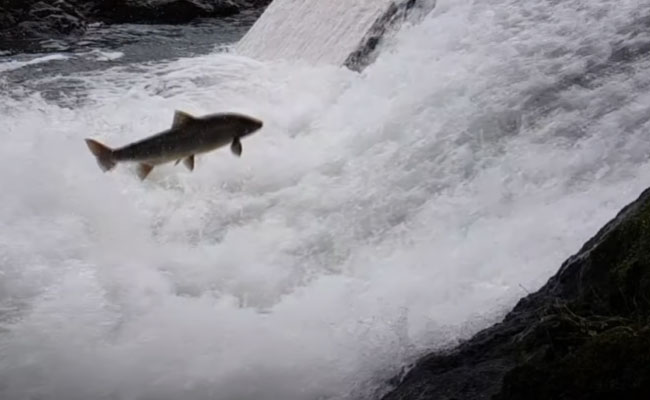 El declive de las poblaciones de peces, voz de alarma de que algo va mal