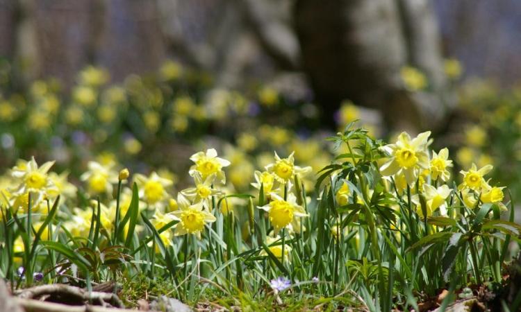 Narcissus secc. pseudonarcissus