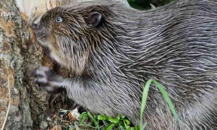 Ejemplar de castor europeo (Castor fiber)