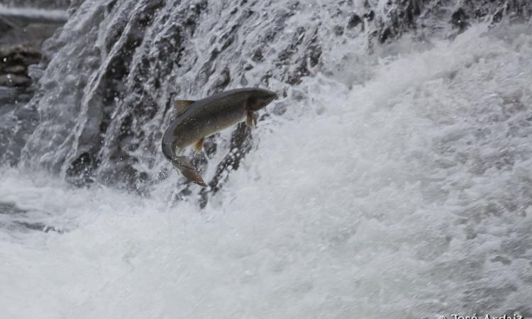 Salmón remontado el río. Imágen de José Ardaiz.