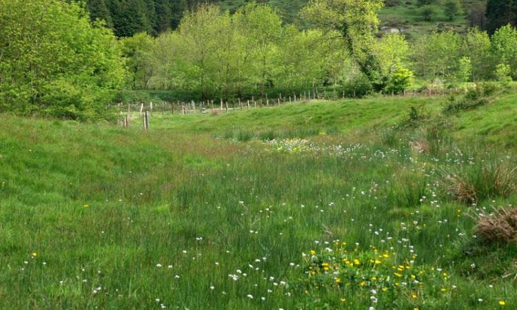 turbera de Belate, en entorno protegido por Red Natura 2000