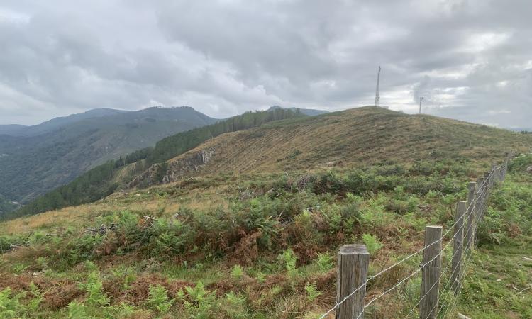 Paisaje del bosque CPEN
