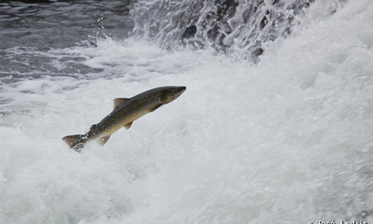 Imagen de un salmón remontando el río Bidaosa